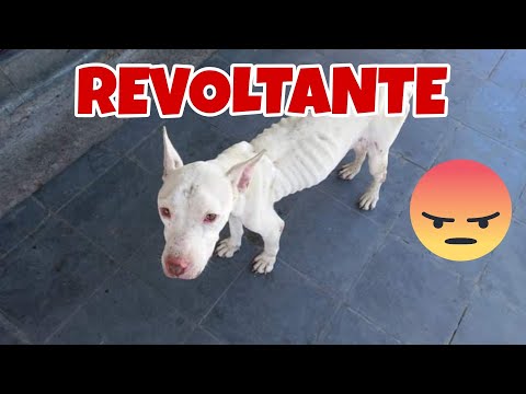 Olha o que aconteceu com a Pitbull que estava pele e osso na rua