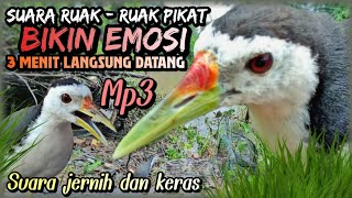 Download lagu SUARA RUAK RUAK PIKAT GACOR TERBUKTI MANJUR mp3