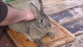 How to Humanely Dispatch a Rabbit