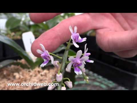 OrchidWeb - Phal. deliciosa (Kingidium decumbens)