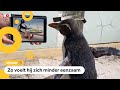 Pinguïn Pierre kijkt graag naar Pingu
