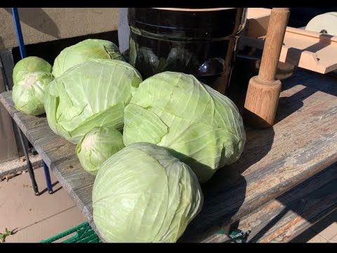 Making your own sauerkraut