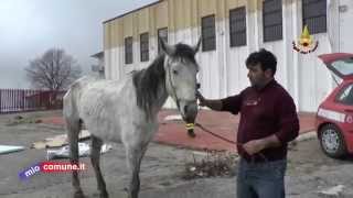 preview picture of video 'Cosenza, cavallo salvato con l'elicottero'