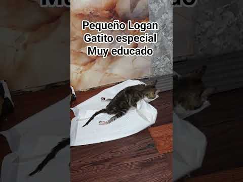 amigos si desean apoyar el refugio en el perfil esta el link de paypal #cat #gatos