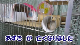 ジャンガリアンハムスターあずき(3F)最後の姿