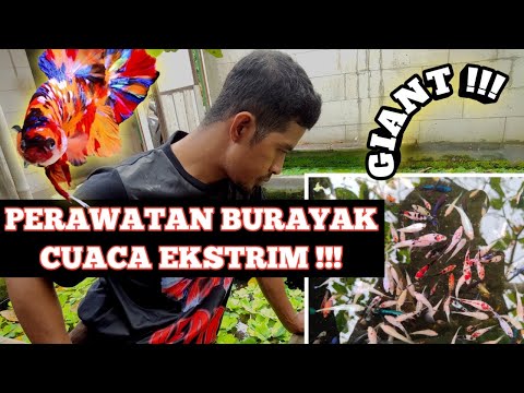 PERAWATAN BURAYAK CUACA EKSTRIM !!!