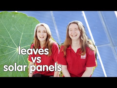 Plants vs Solar Panels: Which is better at capturing solar energy? | We The Curious
