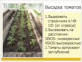 Томаты в любую погоду! 