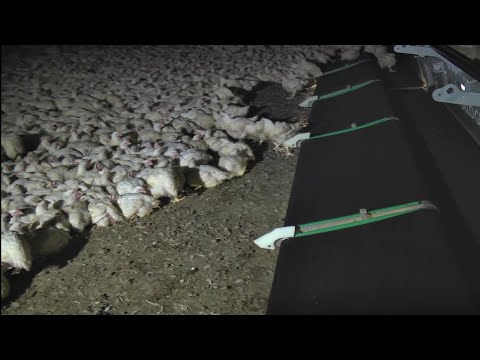 World Amazing Chicken Harvest Machine, Poultry Cleaning Process, Million Dollar Saving Technologies