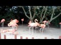 Pink Flamingo Birds SeaWorld Orlando Florida