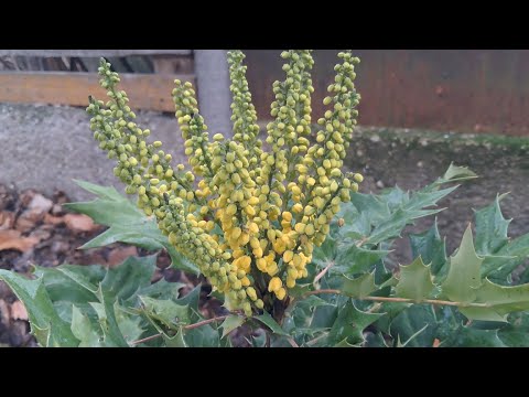 Télen is díszítő idén telepített növényeim.