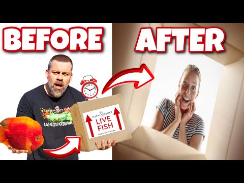 How Do We Pack and Ship Tropical Fish overnight?! How long can they survive in the box?