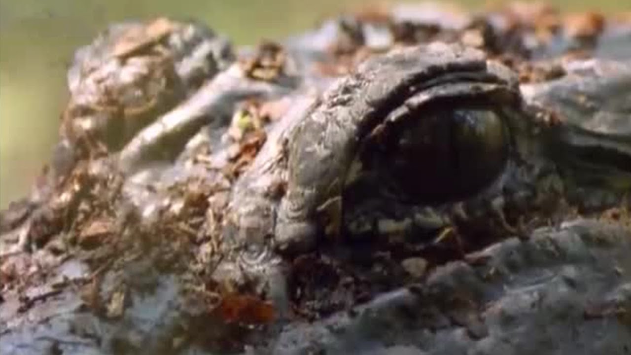 Can Alligators Help Shed Light on Human Fertility Problems? | BBC Studios