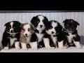 Miniature Australian Shepherd dogs for sale: Cinnamon  - Video 1