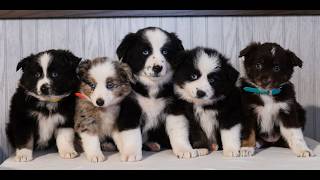 Video preview image #1 Miniature Australian Shepherd Puppy For Sale in REBERSBURG, PA, USA