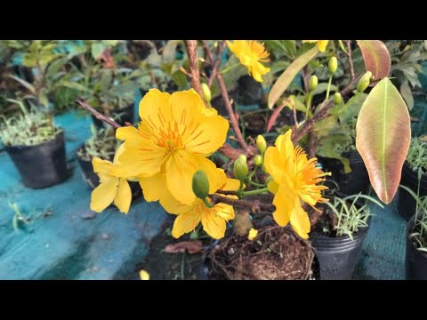 Mai thủ đức 1 mùa giá rẻ. Trồng đất nuôi dưỡng lâu năm kinh tế cao. 100k/cây. Dt 0932980971 liễu