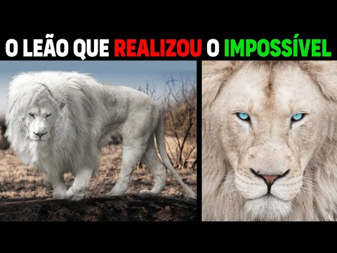 Lion - CASPER KRUGER'S WHITE GHOST