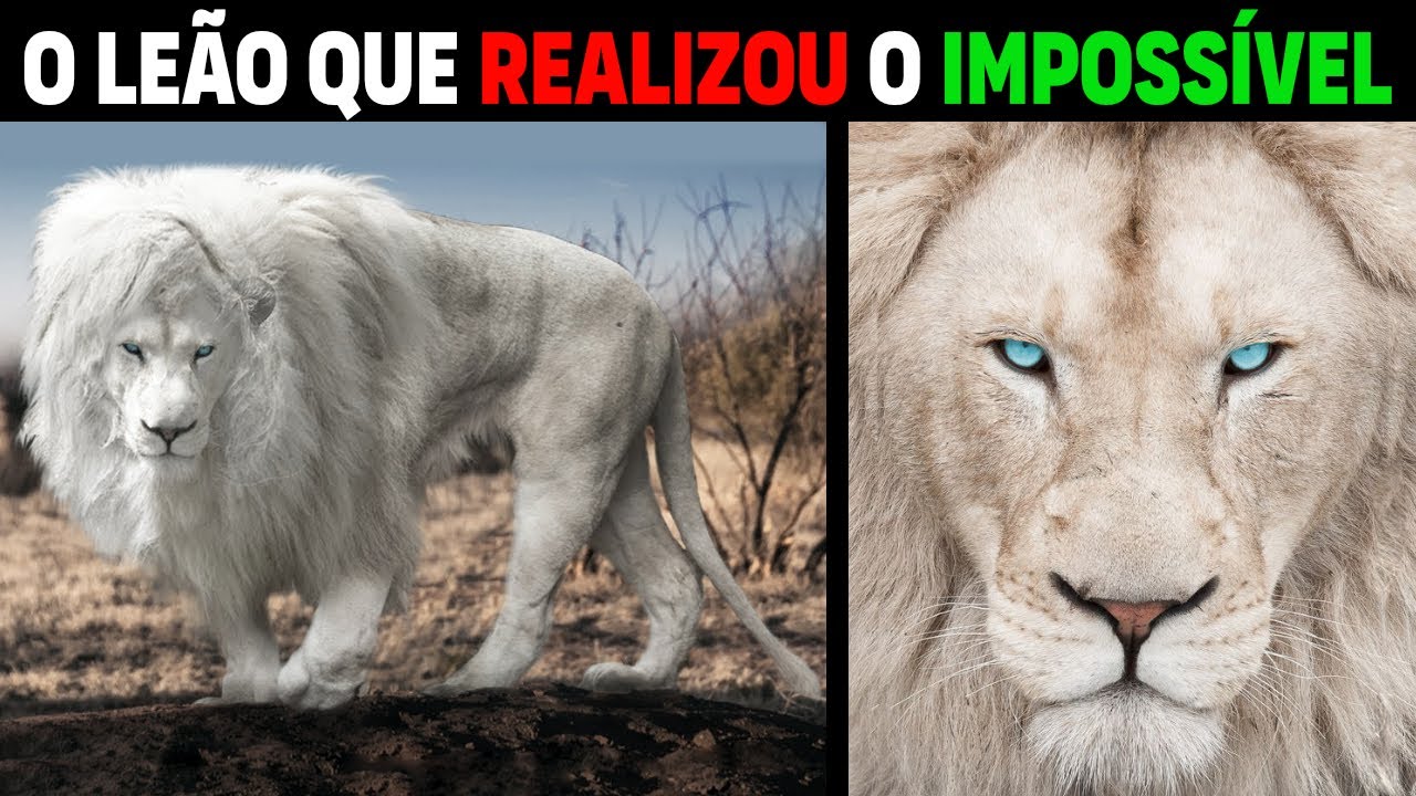 Lion - CASPER KRUGER'S WHITE GHOST