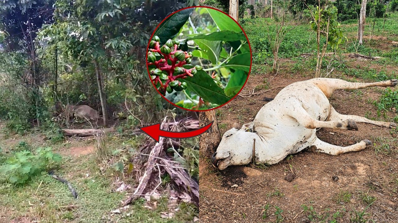 ERVA CAFEZINHO MATA 9 VACAS NO 70 😭