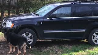 Willow at 8ish weeks.. hiding from Elsa under the Jeep part 3 #shorts