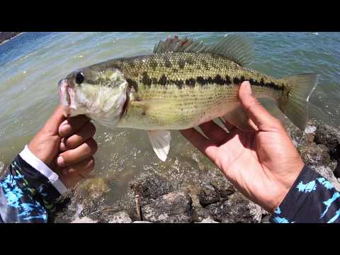 Bait fishing Lake Nacimiento
