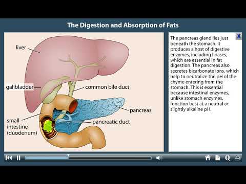 The Digestion and Absorption of Fats