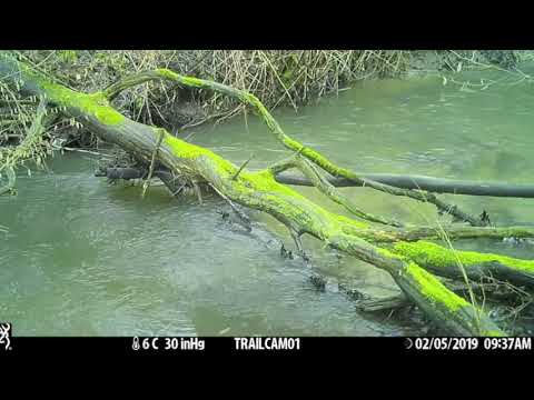 Wildcamerabeelden Dijleland (Vlaams-Brabant) - februari 2019