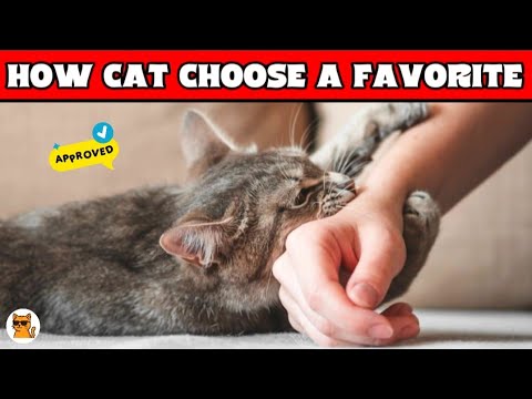 THIS Is How REALLY Cats CHOOSE Their FAVORITE Person | Cats Aura