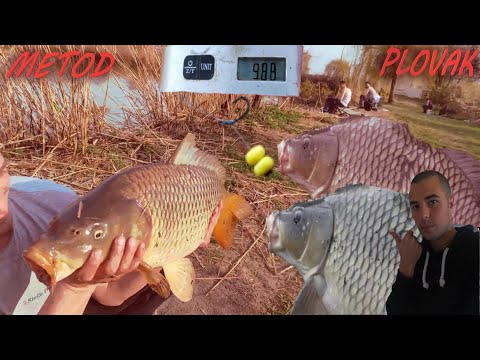 Pecanje ŠARANA 10 KG na PLOVAK i METOD 🎣😱(DULE MENADZER)*reakcija*