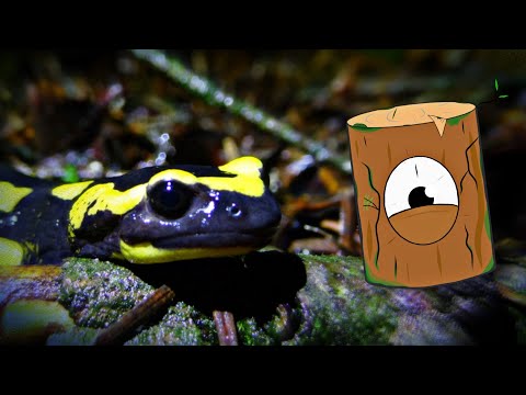 VOUS AVEZ DIT AMPHIBIEN ?!  BIENVENUE DANS LA FORÊT DES SALAMANDRES