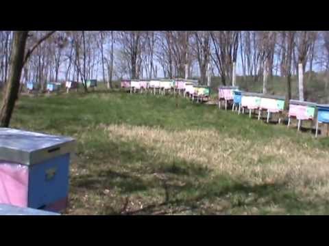 Stupina cu "Bio Stupi - Ioan Ursu" de la Manastirea Tisa Sivestri de langa Bacau - o scurta vizita