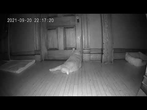 Cat Wants Into Bedroom at Night