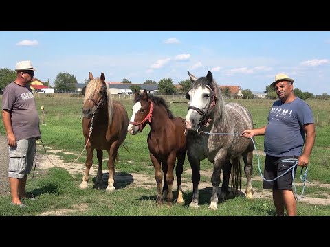 Caii lui Ion de la Bucovat, Timis - 2022 Nou!!!