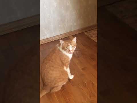 Кот насрал в коридоре и огрызается