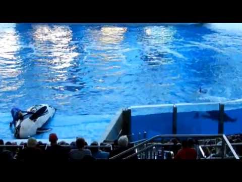 Show das Orcas no SeaWorld Orlando 2013 - 2