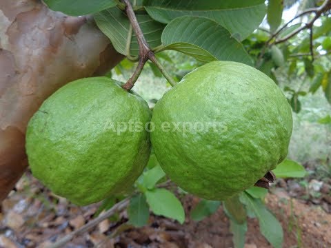 India white guava fruits ayakudi palni l49