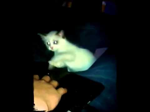 Gatito gracioso peliando