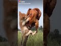 Funny Cat Biting Chicken