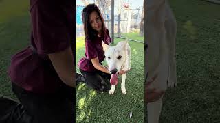 Video preview image #1 German Shepherd Dog-Siberian Husky Mix Puppy For Sale in Pasadena, CA, USA