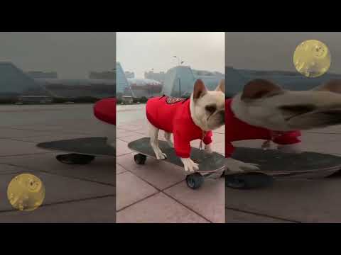 🐶 Perros SKATERS 🛹 en patinetes 2 🐶 [dog on skate 2] 🛹
