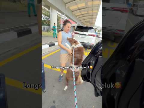 ANABUL JEMPUT KELUARGA DI BANDARA‼️✈️ KANGEN BANGET SAMPAI NGIK NGIK🥹 #shorts #anjinglucu