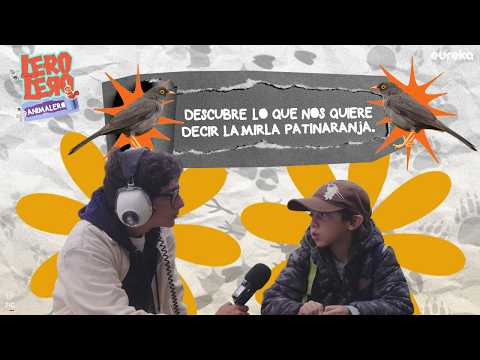 Lero, Lero, Animalero, Capítulo 7 - La mirla patinaranja una especie que has visto caminando por el pasto o escuchado muy temprano en la ciudad