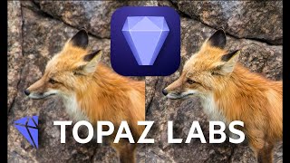 Wildlife Photo Faceoff: Topaz AI vs Lightroom + Print Giveaway!