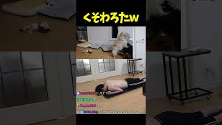 飼い主と一緒にトレーニングするハナちゃん【加藤純一/うんこちゃん/切り抜き】