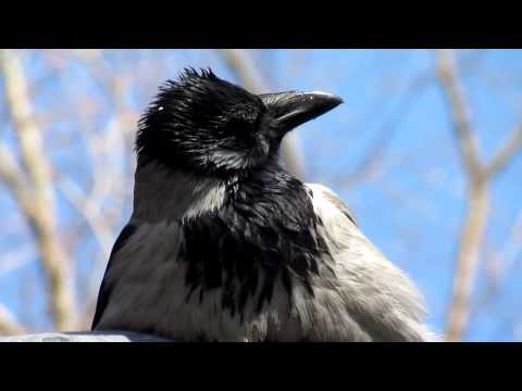 Hooded crow