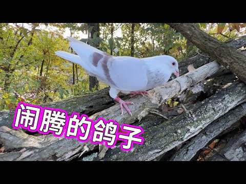 養鴿子