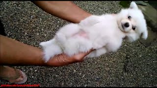 Cute Puppy - Rock-a-bye baby lullaby background - Cuteness overloaded !