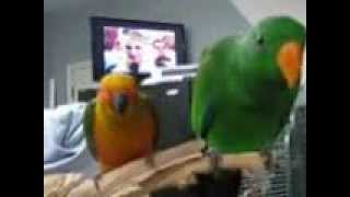Solomon Eclectus with Sun Conure hatched July 2013