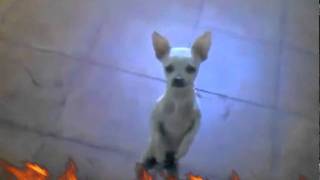 adebisi shank "(-_-)"