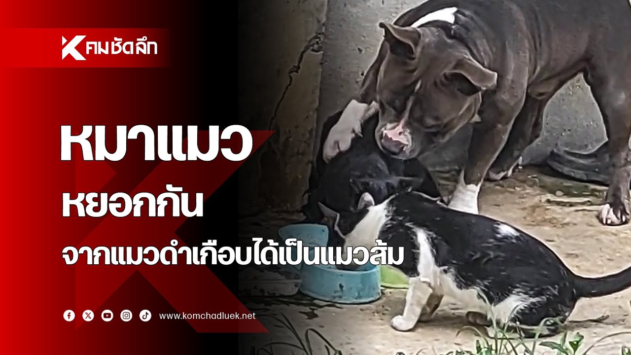 'หมาแมว' หยอกกัน จากแมวดำเกือบได้เป็นแมวส้ม